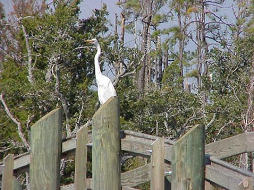 <img typeof="foaf:Image" src="http://statelibrarync.org/learnnc/sites/default/files/images/egret.jpg" width="500" height="375" alt="egret" title="egret" /> <img typeof="foaf:Image" src="http://statelibrarync.org/learnnc/sites/default/files/images/egret.jpg" width="500" height="375" alt="egret" title="egret" />
