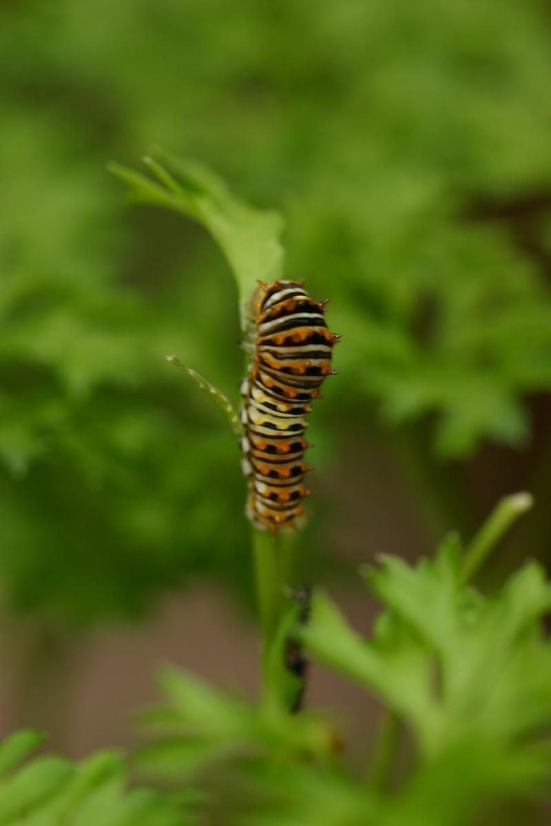 <img typeof="foaf:Image" src="http://statelibrarync.org/learnnc/sites/default/files/images/esb06.jpg" width="2048" height="3072" alt="Eastern black swallowtail butterfly: Second larval instar" title="Eastern black swallowtail butterfly: Second larval instar" /> <img typeof="foaf:Image" src="http://statelibrarync.org/learnnc/sites/default/files/images/esb06.jpg" width="2048" height="3072" alt="Eastern black swallowtail butterfly: Second larval instar" title="Eastern black swallowtail butterfly: Second larval instar" />