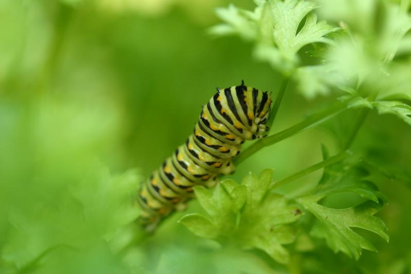 <img typeof="foaf:Image" src="http://statelibrarync.org/learnnc/sites/default/files/images/esb09.jpg" width="3072" height="2048" alt="Eastern black swallowtail butterfly: Third larval instage" title="Eastern black swallowtail butterfly: Third larval instage" /> <img typeof="foaf:Image" src="http://statelibrarync.org/learnnc/sites/default/files/images/esb09.jpg" width="3072" height="2048" alt="Eastern black swallowtail butterfly: Third larval instage" title="Eastern black swallowtail butterfly: Third larval instage" />