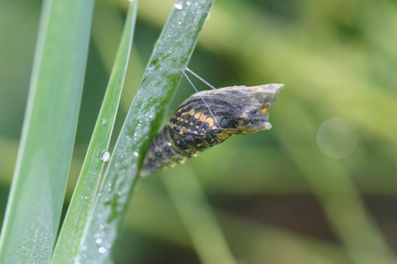 <img typeof="foaf:Image" src="http://statelibrarync.org/learnnc/sites/default/files/images/esb18.jpg" width="3072" height="2048" alt="Eastern black swallowtail butterfly: Emerging from chrysalis" title="Eastern black swallowtail butterfly: Emerging from chrysalis" /> <img typeof="foaf:Image" src="http://statelibrarync.org/learnnc/sites/default/files/images/esb18.jpg" width="3072" height="2048" alt="Eastern black swallowtail butterfly: Emerging from chrysalis" title="Eastern black swallowtail butterfly: Emerging from chrysalis" />