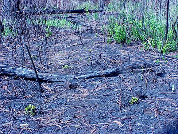 <img typeof="foaf:Image" src="http://statelibrarync.org/learnnc/sites/default/files/images/forest_floor.jpg" width="600" height="450" alt="Forest floor" title="Forest floor" /> <img typeof="foaf:Image" src="http://statelibrarync.org/learnnc/sites/default/files/images/forest_floor.jpg" width="600" height="450" alt="Forest floor" title="Forest floor" />