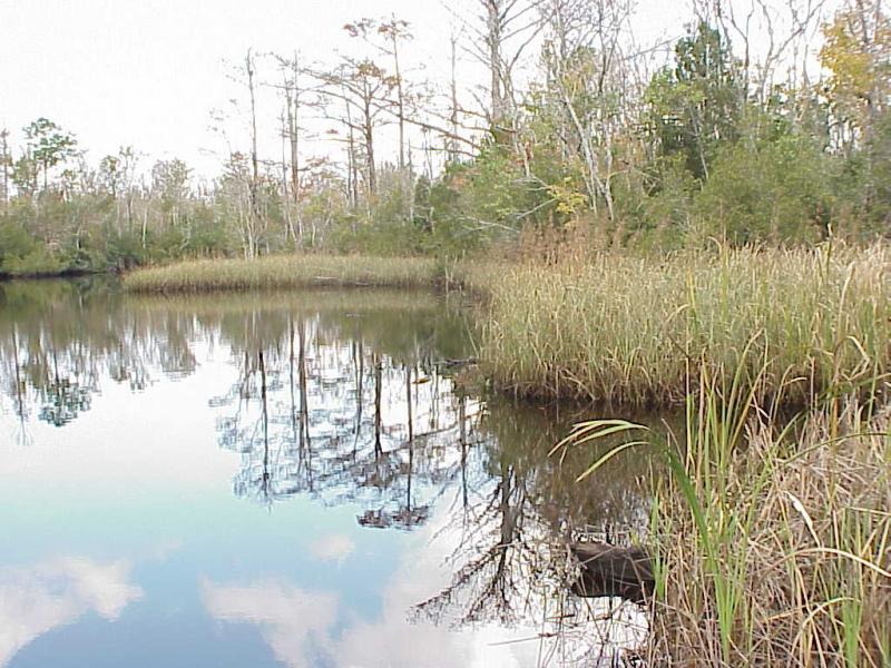 <img typeof="foaf:Image" src="http://statelibrarync.org/learnnc/sites/default/files/images/freshwater_marsh.jpg" width="1024" height="768" alt="Freshwater marsh and swamp forest; tidal freshwater section" title="Freshwater marsh and swamp forest; tidal freshwater section" /> <img typeof="foaf:Image" src="http://statelibrarync.org/learnnc/sites/default/files/images/freshwater_marsh.jpg" width="1024" height="768" alt="Freshwater marsh and swamp forest; tidal freshwater section" title="Freshwater marsh and swamp forest; tidal freshwater section" />