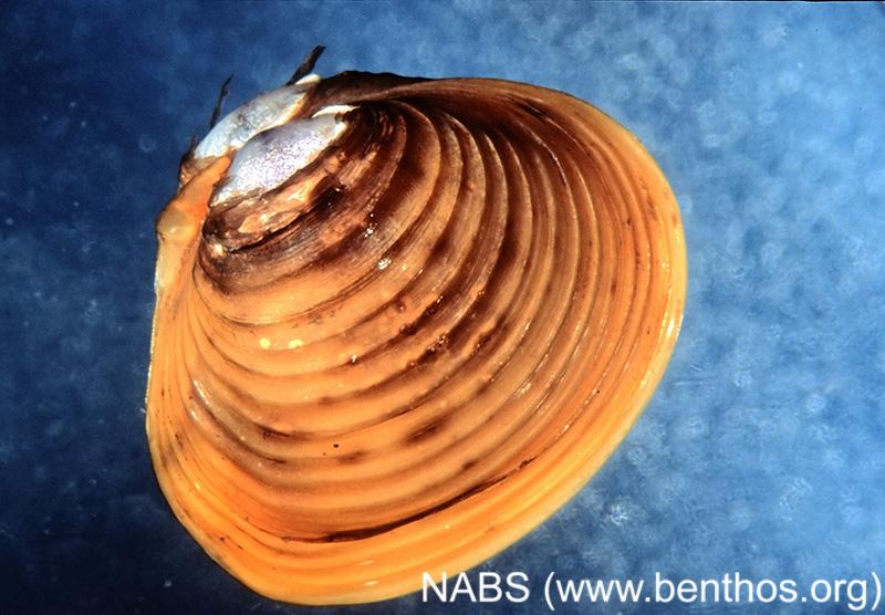 <img typeof="foaf:Image" src="http://statelibrarync.org/learnnc/sites/default/files/images/freshwaterclam.jpg" width="800" height="556" alt="Freshwater clam" title="Freshwater clam" /> <img typeof="foaf:Image" src="http://statelibrarync.org/learnnc/sites/default/files/images/freshwaterclam.jpg" width="800" height="556" alt="Freshwater clam" title="Freshwater clam" />