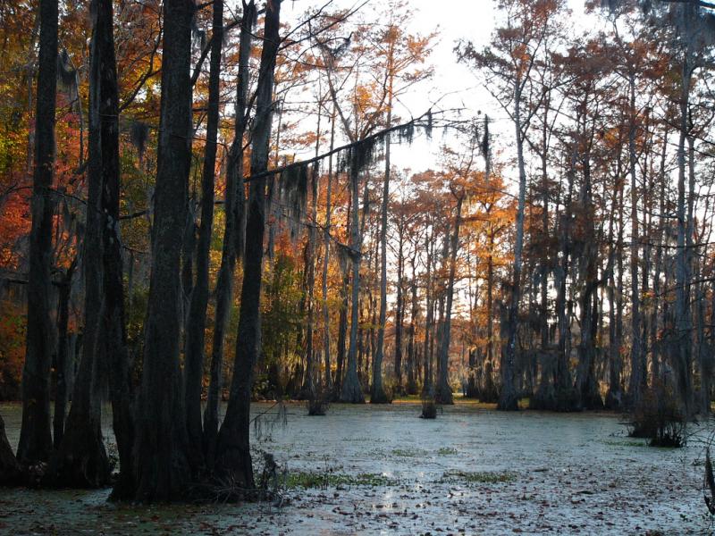 Cypresses, Spanish moss and algae at Merchants Millpond Cypresses, Spanish moss and algae at Merchants Millpond