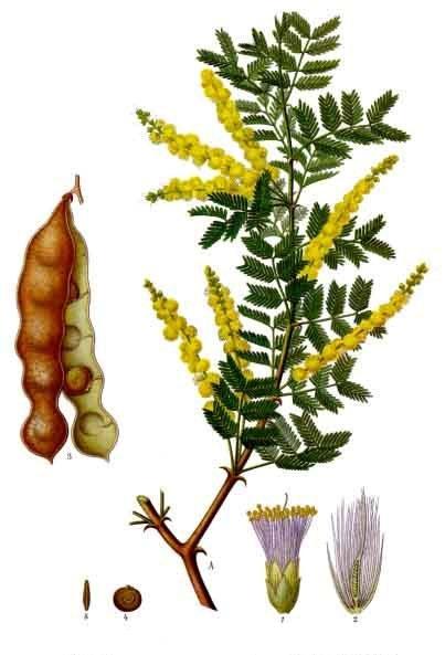 <img typeof="foaf:Image" src="http://statelibrarync.org/learnnc/sites/default/files/images/gumarabic.jpg" width="403" height="593" alt="Gum arabic" title="Gum arabic" /> <img typeof="foaf:Image" src="http://statelibrarync.org/learnnc/sites/default/files/images/gumarabic.jpg" width="403" height="593" alt="Gum arabic" title="Gum arabic" />