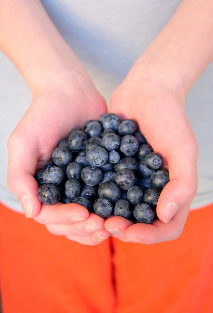 <img typeof="foaf:Image" src="http://statelibrarync.org/learnnc/sites/default/files/images/handsfullofblueberries_0.jpg" width="698" height="1024" alt="" /> <img typeof="foaf:Image" src="http://statelibrarync.org/learnnc/sites/default/files/images/handsfullofblueberries_0.jpg" width="698" height="1024" alt="" />