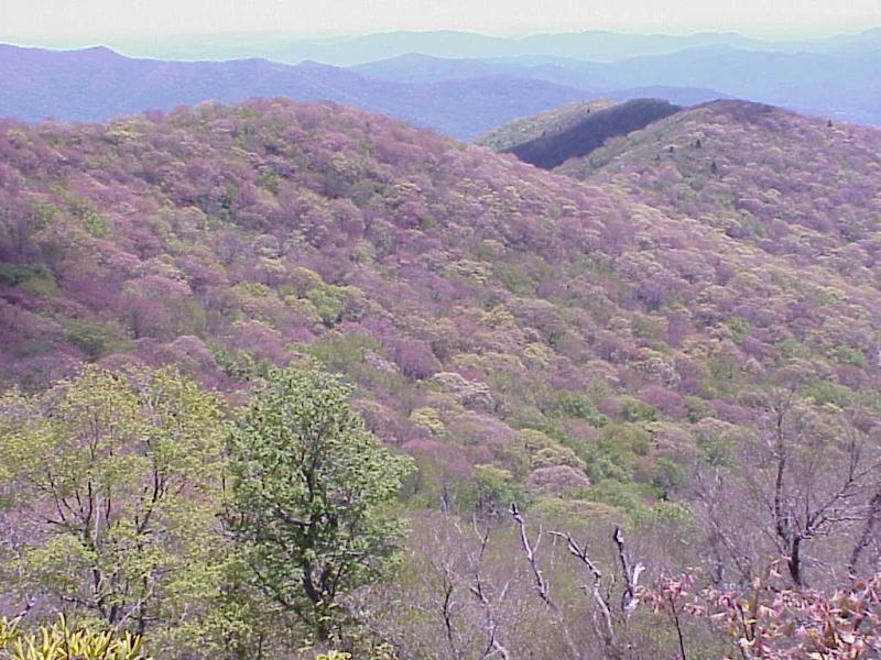 <img typeof="foaf:Image" src="http://statelibrarync.org/learnnc/sites/default/files/images/hardwoods.jpg" width="1024" height="768" alt="Transition to Northern Hardwood Forest" title="Transition to Northern Hardwood Forest" /> <img typeof="foaf:Image" src="http://statelibrarync.org/learnnc/sites/default/files/images/hardwoods.jpg" width="1024" height="768" alt="Transition to Northern Hardwood Forest" title="Transition to Northern Hardwood Forest" />