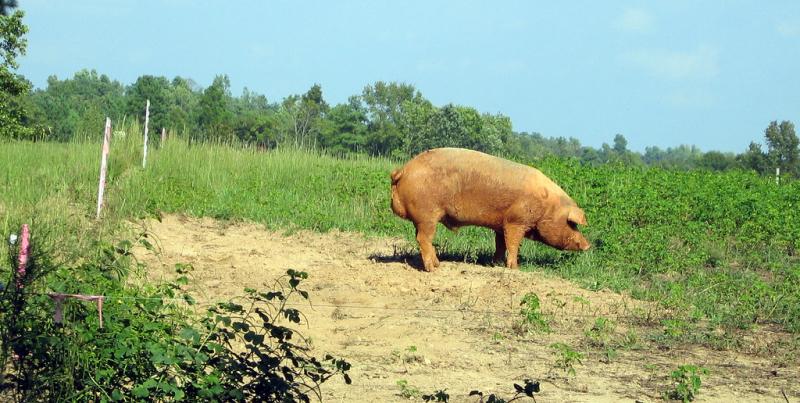 Hogs sold in North Carolina, 2007 Hogs sold in North Carolina, 2007