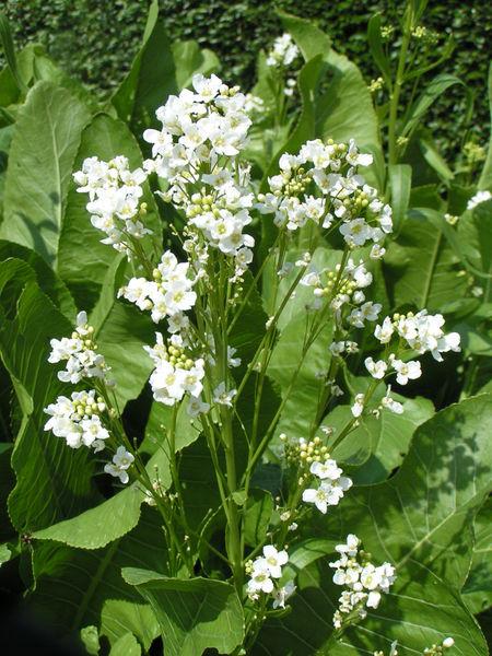 <img typeof="foaf:Image" src="http://statelibrarync.org/learnnc/sites/default/files/images/horseradish.jpg" width="450" height="600" alt="Horseradish" title="Horseradish" /> <img typeof="foaf:Image" src="http://statelibrarync.org/learnnc/sites/default/files/images/horseradish.jpg" width="450" height="600" alt="Horseradish" title="Horseradish" />
