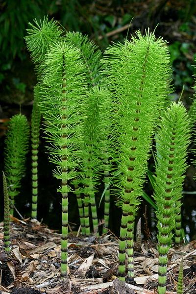 <img typeof="foaf:Image" src="http://statelibrarync.org/learnnc/sites/default/files/images/horsetail.jpg" width="400" height="600" alt="Horsetail" title="Horsetail" /> <img typeof="foaf:Image" src="http://statelibrarync.org/learnnc/sites/default/files/images/horsetail.jpg" width="400" height="600" alt="Horsetail" title="Horsetail" />