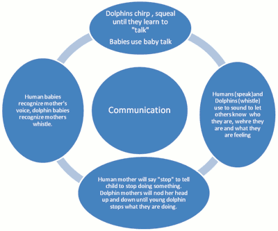 <img typeof="foaf:Image" src="http://statelibrarync.org/learnnc/sites/default/files/images/humandolphincommunication.png" width="400" height="333" alt="Diagram comparing human and dolphin communication" title="Diagram comparing human and dolphin communication" /> <img typeof="foaf:Image" src="http://statelibrarync.org/learnnc/sites/default/files/images/humandolphincommunication.png" width="400" height="333" alt="Diagram comparing human and dolphin communication" title="Diagram comparing human and dolphin communication" />