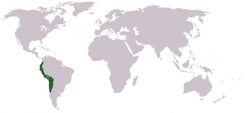 <img typeof="foaf:Image" src="http://statelibrarync.org/learnnc/sites/default/files/images/inca_empire.jpg" width="1024" height="474" alt="Inca empire map" title="Inca empire map" /> <img typeof="foaf:Image" src="http://statelibrarync.org/learnnc/sites/default/files/images/inca_empire.jpg" width="1024" height="474" alt="Inca empire map" title="Inca empire map" />