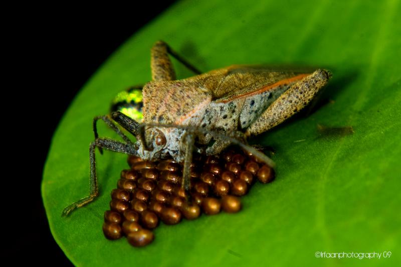 <img typeof="foaf:Image" src="http://statelibrarync.org/learnnc/sites/default/files/images/insectegg.jpg" width="1024" height="681" alt="insect and its eggs" title="insect and its eggs" /> <img typeof="foaf:Image" src="http://statelibrarync.org/learnnc/sites/default/files/images/insectegg.jpg" width="1024" height="681" alt="insect and its eggs" title="insect and its eggs" />
