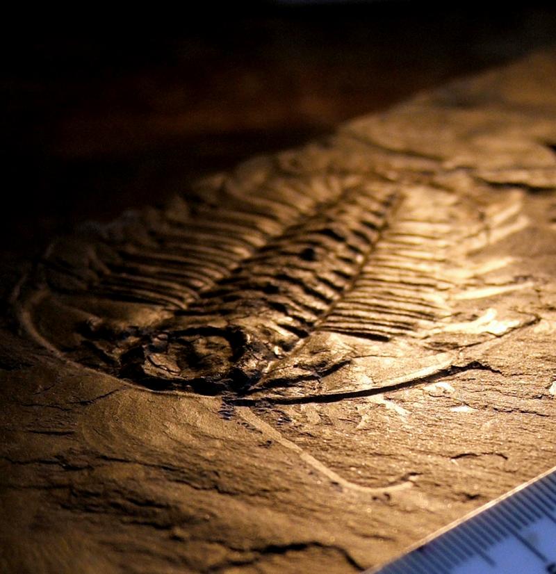 <img typeof="foaf:Image" src="http://statelibrarync.org/learnnc/sites/default/files/images/leggedtrilobite2.jpg" width="1114" height="1150" alt="Fossil of a trilobite" title="Fossil of a trilobite" /> <img typeof="foaf:Image" src="http://statelibrarync.org/learnnc/sites/default/files/images/leggedtrilobite2.jpg" width="1114" height="1150" alt="Fossil of a trilobite" title="Fossil of a trilobite" />