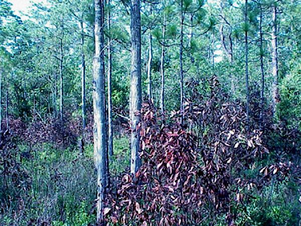 <img typeof="foaf:Image" src="http://statelibrarync.org/learnnc/sites/default/files/images/lethal_effect.jpg" width="600" height="450" alt="Lethal effect" title="Lethal effect" /> <img typeof="foaf:Image" src="http://statelibrarync.org/learnnc/sites/default/files/images/lethal_effect.jpg" width="600" height="450" alt="Lethal effect" title="Lethal effect" />