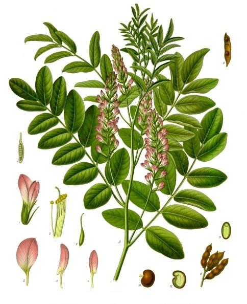 <img typeof="foaf:Image" src="http://statelibrarync.org/learnnc/sites/default/files/images/licorice.jpg" width="484" height="594" alt="Licorice" title="Licorice" /> <img typeof="foaf:Image" src="http://statelibrarync.org/learnnc/sites/default/files/images/licorice.jpg" width="484" height="594" alt="Licorice" title="Licorice" />