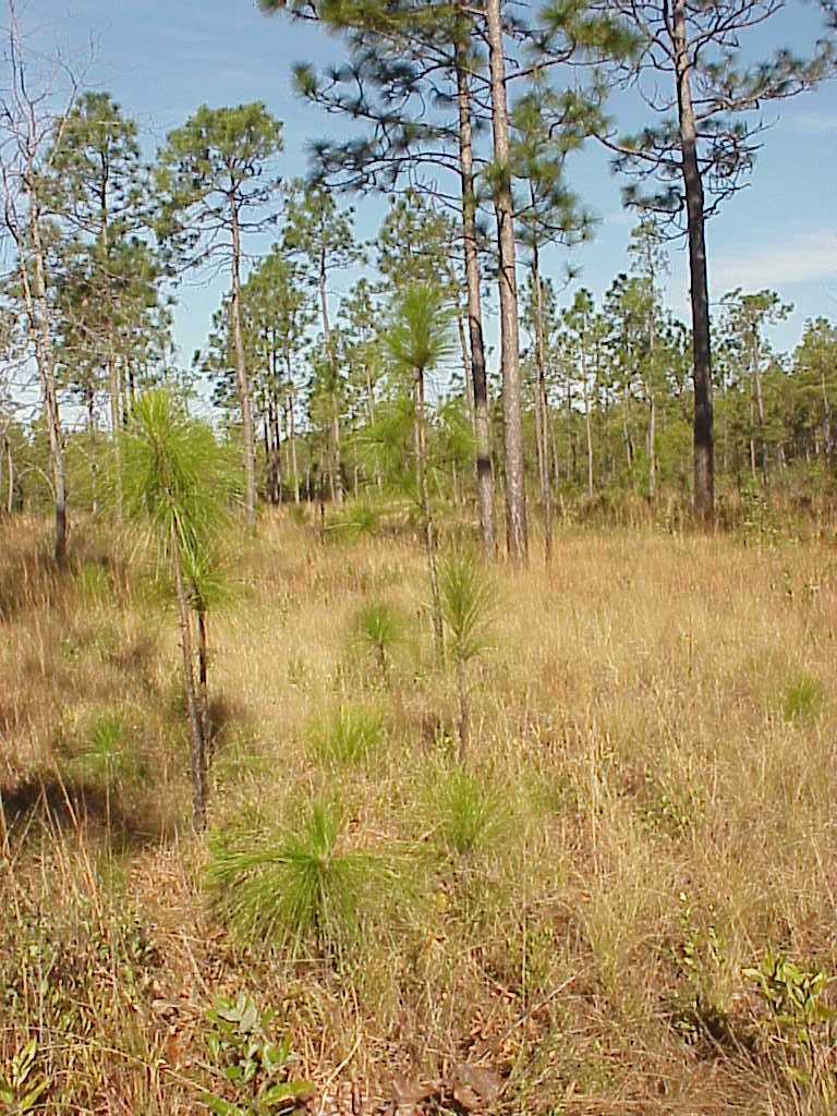 <img typeof="foaf:Image" src="http://statelibrarync.org/learnnc/sites/default/files/images/longleaf_pine.jpg" width="768" height="1024" alt="Longleaf pine adaptations to frequent fires" title="Longleaf pine adaptations to frequent fires" /> <img typeof="foaf:Image" src="http://statelibrarync.org/learnnc/sites/default/files/images/longleaf_pine.jpg" width="768" height="1024" alt="Longleaf pine adaptations to frequent fires" title="Longleaf pine adaptations to frequent fires" />