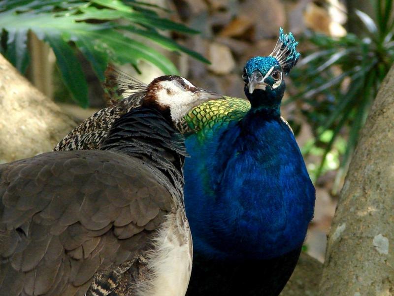 <img typeof="foaf:Image" src="http://statelibrarync.org/learnnc/sites/default/files/images/maleandfemalepeafowl.jpg" width="1022" height="768" alt="Male and female peacock" title="Male and female peacock" /> <img typeof="foaf:Image" src="http://statelibrarync.org/learnnc/sites/default/files/images/maleandfemalepeafowl.jpg" width="1022" height="768" alt="Male and female peacock" title="Male and female peacock" />
