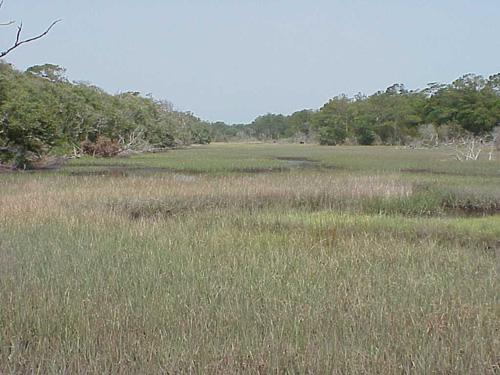 <img typeof="foaf:Image" src="http://statelibrarync.org/learnnc/sites/default/files/images/maritime_forest_salt_marsh.jpg" width="500" height="375" alt="Maritime forest" title="Maritime forest" /> <img typeof="foaf:Image" src="http://statelibrarync.org/learnnc/sites/default/files/images/maritime_forest_salt_marsh.jpg" width="500" height="375" alt="Maritime forest" title="Maritime forest" />