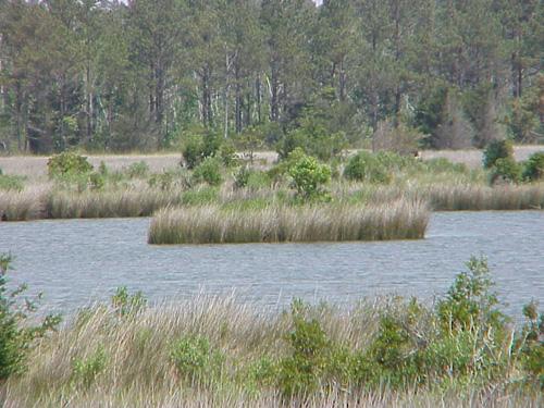 <img typeof="foaf:Image" src="http://statelibrarync.org/learnnc/sites/default/files/images/marsh_flooded.jpg" width="500" height="375" alt="Flooded marsh-Carteret County" title="Flooded marsh-Carteret County" /> <img typeof="foaf:Image" src="http://statelibrarync.org/learnnc/sites/default/files/images/marsh_flooded.jpg" width="500" height="375" alt="Flooded marsh-Carteret County" title="Flooded marsh-Carteret County" />