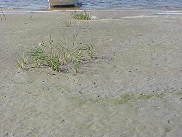 <img typeof="foaf:Image" src="http://statelibrarync.org/learnnc/sites/default/files/images/marsh_grass.jpg" width="600" height="450" alt="Salt marsh grass" title="Salt marsh grass" /> <img typeof="foaf:Image" src="http://statelibrarync.org/learnnc/sites/default/files/images/marsh_grass.jpg" width="600" height="450" alt="Salt marsh grass" title="Salt marsh grass" />