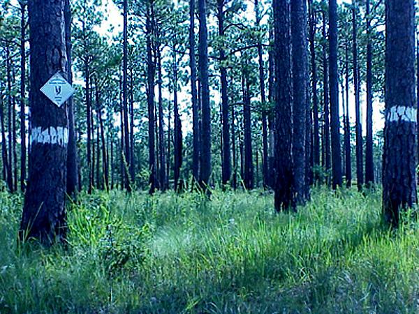 <img typeof="foaf:Image" src="http://statelibrarync.org/learnnc/sites/default/files/images/mature_pines.jpg" width="600" height="450" alt="Mature pine savannah" title="Mature pine savannah" /> <img typeof="foaf:Image" src="http://statelibrarync.org/learnnc/sites/default/files/images/mature_pines.jpg" width="600" height="450" alt="Mature pine savannah" title="Mature pine savannah" />