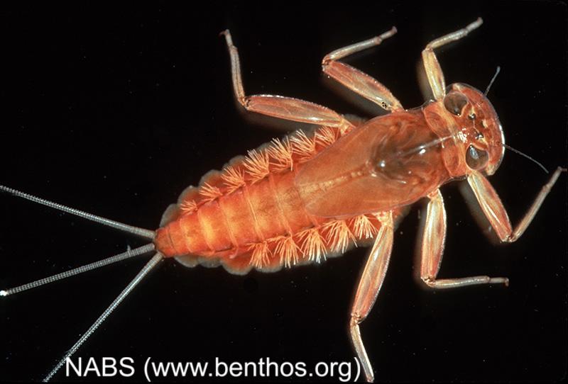 <img typeof="foaf:Image" src="http://statelibrarync.org/learnnc/sites/default/files/images/mayfly_nymph2.jpg" width="800" height="542" alt="Mayfly nymph" title="Mayfly nymph" /> <img typeof="foaf:Image" src="http://statelibrarync.org/learnnc/sites/default/files/images/mayfly_nymph2.jpg" width="800" height="542" alt="Mayfly nymph" title="Mayfly nymph" />