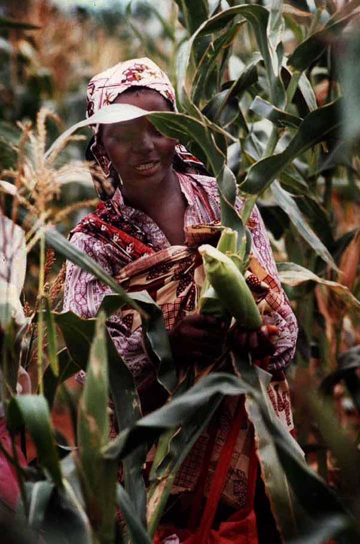 <img typeof="foaf:Image" src="http://statelibrarync.org/learnnc/sites/default/files/images/mozambique_maize.jpg" width="720" height="1088" alt="Maize in Mozambique" title="Maize in Mozambique" /> <img typeof="foaf:Image" src="http://statelibrarync.org/learnnc/sites/default/files/images/mozambique_maize.jpg" width="720" height="1088" alt="Maize in Mozambique" title="Maize in Mozambique" />