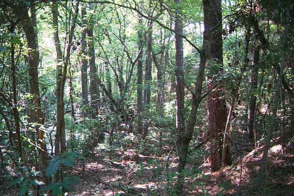 <img typeof="foaf:Image" src="http://statelibrarync.org/learnnc/sites/default/files/images/nags_head_woods.jpg" width="600" height="400" alt="Plant and animal species in Nags Head Woods" title="Plant and animal species in Nags Head Woods" /> <img typeof="foaf:Image" src="http://statelibrarync.org/learnnc/sites/default/files/images/nags_head_woods.jpg" width="600" height="400" alt="Plant and animal species in Nags Head Woods" title="Plant and animal species in Nags Head Woods" />