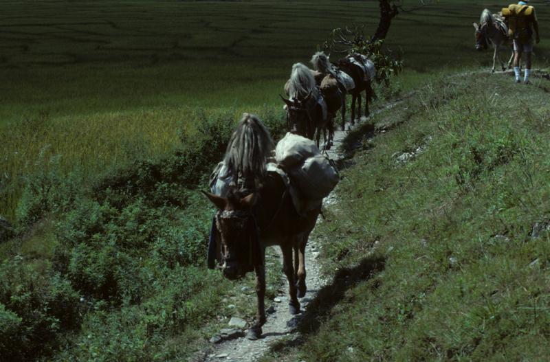 <img typeof="foaf:Image" src="http://statelibrarync.org/learnnc/sites/default/files/images/nepal_024.jpg" width="1024" height="675" alt="Burros in Nepal" title="Burros in Nepal" /> <img typeof="foaf:Image" src="http://statelibrarync.org/learnnc/sites/default/files/images/nepal_024.jpg" width="1024" height="675" alt="Burros in Nepal" title="Burros in Nepal" />