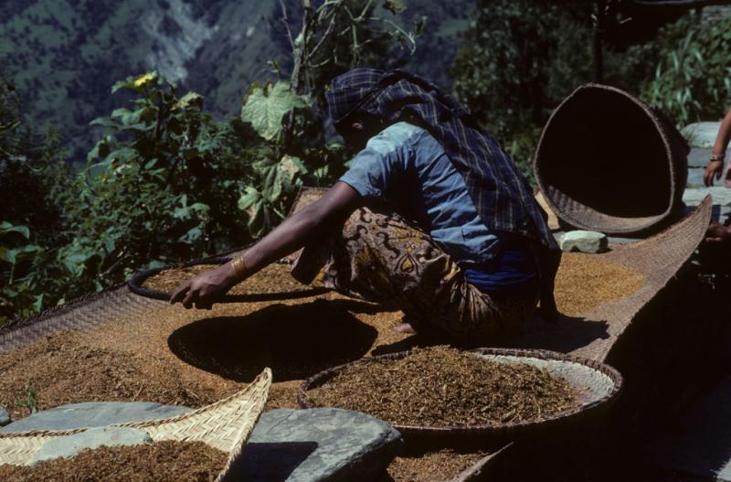 <img typeof="foaf:Image" src="http://statelibrarync.org/learnnc/sites/default/files/images/nepal_057.jpg" width="1024" height="675" alt="Mountain woman winnowing millet " title="Mountain woman winnowing millet " /> <img typeof="foaf:Image" src="http://statelibrarync.org/learnnc/sites/default/files/images/nepal_057.jpg" width="1024" height="675" alt="Mountain woman winnowing millet " title="Mountain woman winnowing millet " />