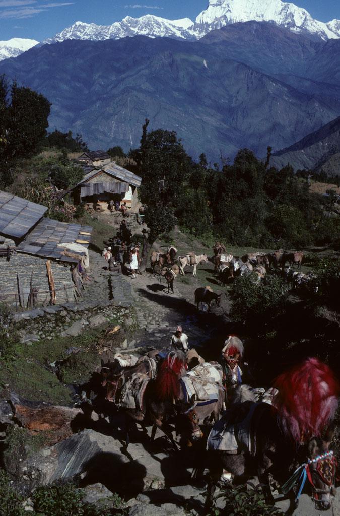 <img typeof="foaf:Image" src="http://statelibrarync.org/learnnc/sites/default/files/images/nepal_094.jpg" width="675" height="1024" alt="Donkeys resting along a mountain trail" title="Donkeys resting along a mountain trail" /> <img typeof="foaf:Image" src="http://statelibrarync.org/learnnc/sites/default/files/images/nepal_094.jpg" width="675" height="1024" alt="Donkeys resting along a mountain trail" title="Donkeys resting along a mountain trail" />