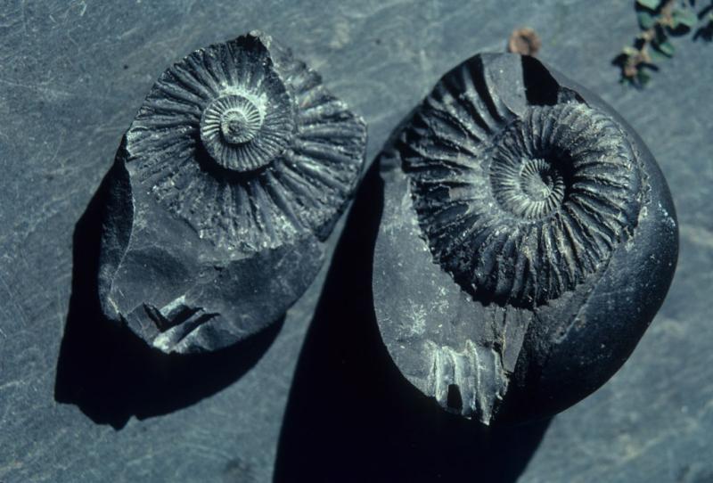 <img typeof="foaf:Image" src="http://statelibrarync.org/learnnc/sites/default/files/images/nepal_210.jpg" width="1024" height="694" alt="Amonite fossils, or Shaligrams" title="Amonite fossils, or Shaligrams" /> <img typeof="foaf:Image" src="http://statelibrarync.org/learnnc/sites/default/files/images/nepal_210.jpg" width="1024" height="694" alt="Amonite fossils, or Shaligrams" title="Amonite fossils, or Shaligrams" />