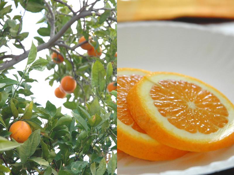 <img typeof="foaf:Image" src="http://statelibrarync.org/learnnc/sites/default/files/images/oranges.jpg" width="1024" height="768" alt="Orange tree and orange slices" title="Orange tree and orange slices" /> <img typeof="foaf:Image" src="http://statelibrarync.org/learnnc/sites/default/files/images/oranges.jpg" width="1024" height="768" alt="Orange tree and orange slices" title="Orange tree and orange slices" />