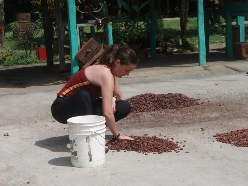 <img typeof="foaf:Image" src="http://statelibrarync.org/learnnc/sites/default/files/images/p7080581r.jpg" width="1024" height="768" alt="Spreading cacao seeds" title="Spreading cacao seeds" /> <img typeof="foaf:Image" src="http://statelibrarync.org/learnnc/sites/default/files/images/p7080581r.jpg" width="1024" height="768" alt="Spreading cacao seeds" title="Spreading cacao seeds" />