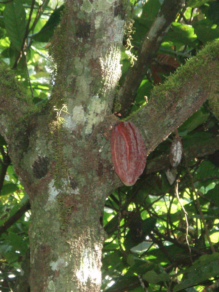<img typeof="foaf:Image" src="http://statelibrarync.org/learnnc/sites/default/files/images/p7080587rr.jpg" width="768" height="1024" alt="Cacao pod in tree" title="Cacao pod in tree" /> <img typeof="foaf:Image" src="http://statelibrarync.org/learnnc/sites/default/files/images/p7080587rr.jpg" width="768" height="1024" alt="Cacao pod in tree" title="Cacao pod in tree" />