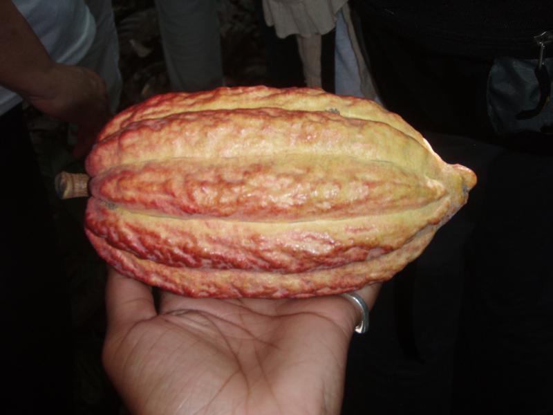 <img typeof="foaf:Image" src="http://statelibrarync.org/learnnc/sites/default/files/images/p7080598r.jpg" width="1024" height="768" alt="Cacao pod close-up" title="Cacao pod close-up" /> <img typeof="foaf:Image" src="http://statelibrarync.org/learnnc/sites/default/files/images/p7080598r.jpg" width="1024" height="768" alt="Cacao pod close-up" title="Cacao pod close-up" />
