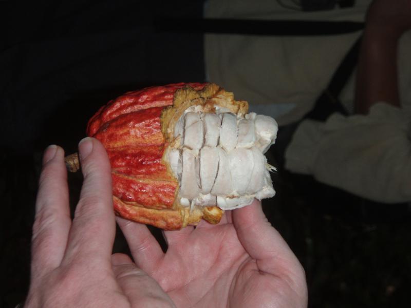<img typeof="foaf:Image" src="http://statelibrarync.org/learnnc/sites/default/files/images/p7080606r.jpg" width="1024" height="768" alt="Cacao pod revealing seeds" title="Cacao pod revealing seeds" /> <img typeof="foaf:Image" src="http://statelibrarync.org/learnnc/sites/default/files/images/p7080606r.jpg" width="1024" height="768" alt="Cacao pod revealing seeds" title="Cacao pod revealing seeds" />