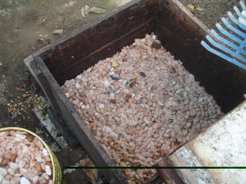 <img typeof="foaf:Image" src="http://statelibrarync.org/learnnc/sites/default/files/images/p7080607r.jpg" width="1024" height="768" alt="Fermenting cacao seeds" title="Fermenting cacao seeds" /> <img typeof="foaf:Image" src="http://statelibrarync.org/learnnc/sites/default/files/images/p7080607r.jpg" width="1024" height="768" alt="Fermenting cacao seeds" title="Fermenting cacao seeds" />