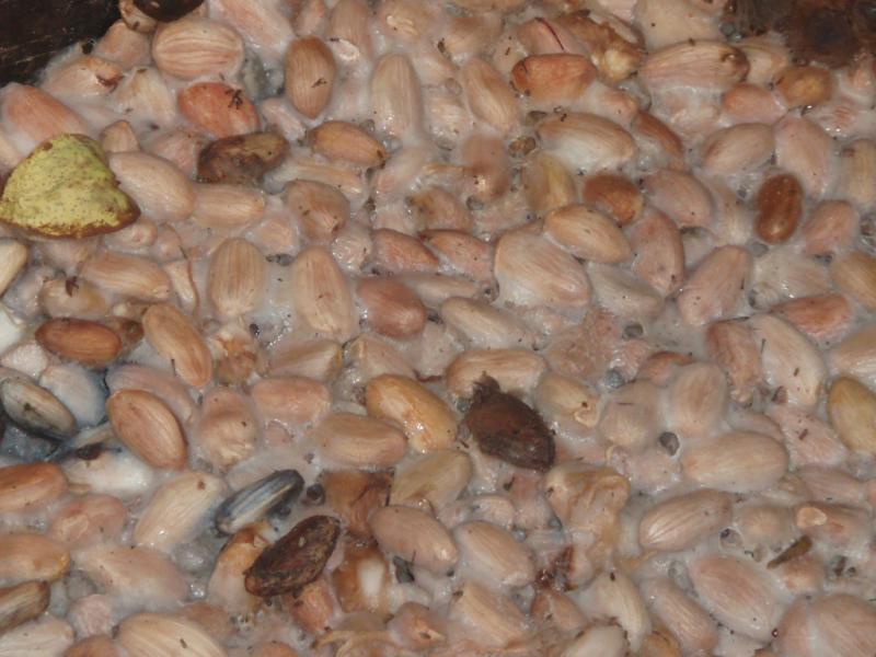 <img typeof="foaf:Image" src="http://statelibrarync.org/learnnc/sites/default/files/images/p7080608r.jpg" width="1024" height="768" alt="Close-up of fermenting cacao seeds" title="Close-up of fermenting cacao seeds" /> <img typeof="foaf:Image" src="http://statelibrarync.org/learnnc/sites/default/files/images/p7080608r.jpg" width="1024" height="768" alt="Close-up of fermenting cacao seeds" title="Close-up of fermenting cacao seeds" />