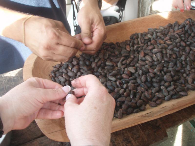 <img typeof="foaf:Image" src="http://statelibrarync.org/learnnc/sites/default/files/images/p7080628r.jpg" width="1024" height="768" alt="Winnowing cacao seeds (close-up)" title="Winnowing cacao seeds (close-up)" /> <img typeof="foaf:Image" src="http://statelibrarync.org/learnnc/sites/default/files/images/p7080628r.jpg" width="1024" height="768" alt="Winnowing cacao seeds (close-up)" title="Winnowing cacao seeds (close-up)" />