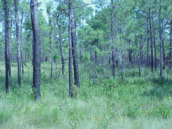 <img typeof="foaf:Image" src="http://statelibrarync.org/learnnc/sites/default/files/images/pecosin_wetland2.jpg" width="600" height="450" alt="Pocosin wetland" title="Pocosin wetland" /> <img typeof="foaf:Image" src="http://statelibrarync.org/learnnc/sites/default/files/images/pecosin_wetland2.jpg" width="600" height="450" alt="Pocosin wetland" title="Pocosin wetland" />
