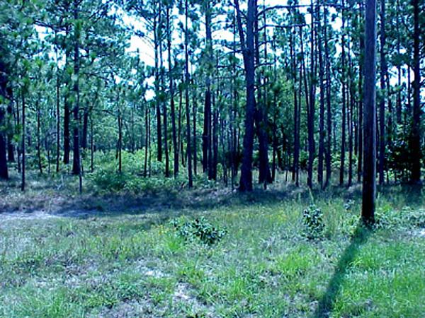 <img typeof="foaf:Image" src="http://statelibrarync.org/learnnc/sites/default/files/images/pine_forest.jpg" width="600" height="450" alt="Five year fire intervals" title="Five year fire intervals" /> <img typeof="foaf:Image" src="http://statelibrarync.org/learnnc/sites/default/files/images/pine_forest.jpg" width="600" height="450" alt="Five year fire intervals" title="Five year fire intervals" />
