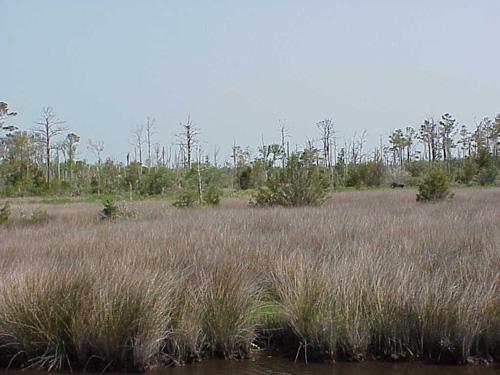 <img typeof="foaf:Image" src="http://statelibrarync.org/learnnc/sites/default/files/images/pines_carteret.jpg" width="500" height="375" alt="Pine trees-Carteret County" title="Pine trees-Carteret County" /> <img typeof="foaf:Image" src="http://statelibrarync.org/learnnc/sites/default/files/images/pines_carteret.jpg" width="500" height="375" alt="Pine trees-Carteret County" title="Pine trees-Carteret County" />