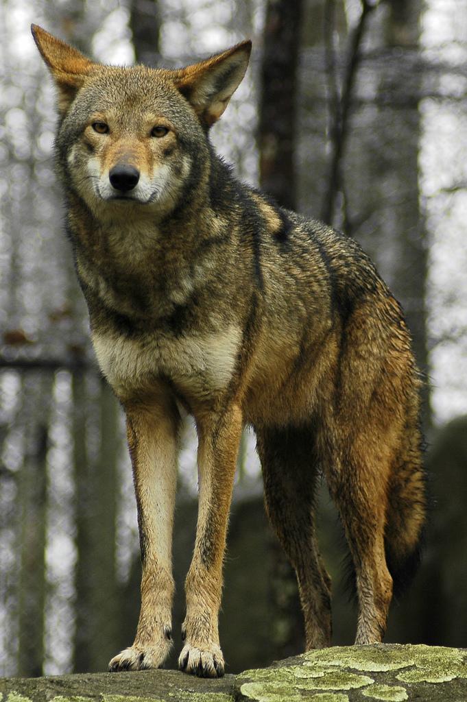 <img typeof="foaf:Image" src="http://statelibrarync.org/learnnc/sites/default/files/images/red_wolf.jpg" width="681" height="1024" alt="Red wolf" title="Red wolf" /> <img typeof="foaf:Image" src="http://statelibrarync.org/learnnc/sites/default/files/images/red_wolf.jpg" width="681" height="1024" alt="Red wolf" title="Red wolf" />