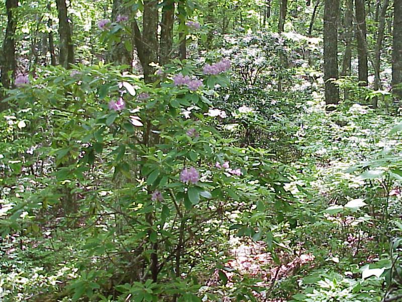 <img typeof="foaf:Image" src="http://statelibrarync.org/learnnc/sites/default/files/images/rhododendron.jpg" width="1024" height="768" alt="Rhododendrons in the Blue Ridge" title="Rhododendrons in the Blue Ridge" /> <img typeof="foaf:Image" src="http://statelibrarync.org/learnnc/sites/default/files/images/rhododendron.jpg" width="1024" height="768" alt="Rhododendrons in the Blue Ridge" title="Rhododendrons in the Blue Ridge" />