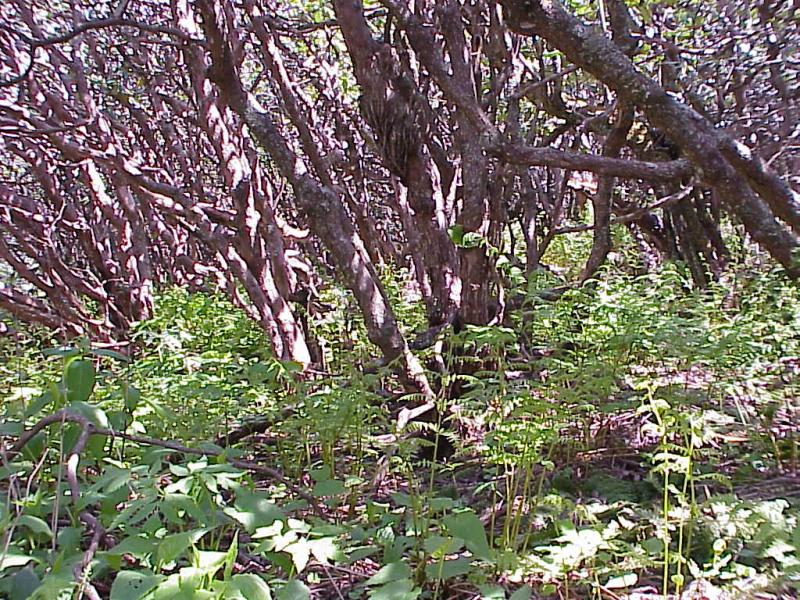 <img typeof="foaf:Image" src="http://statelibrarync.org/learnnc/sites/default/files/images/rhododendron_bald.jpg" width="1024" height="768" alt="Rhododendron shrub bald" title="Rhododendron shrub bald" /> <img typeof="foaf:Image" src="http://statelibrarync.org/learnnc/sites/default/files/images/rhododendron_bald.jpg" width="1024" height="768" alt="Rhododendron shrub bald" title="Rhododendron shrub bald" />