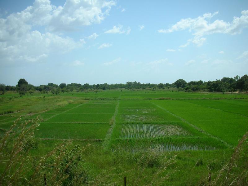 <img typeof="foaf:Image" src="http://statelibrarync.org/learnnc/sites/default/files/images/rice_field.jpg" width="1024" height="768" alt="Rice field" title="Rice field" /> <img typeof="foaf:Image" src="http://statelibrarync.org/learnnc/sites/default/files/images/rice_field.jpg" width="1024" height="768" alt="Rice field" title="Rice field" />