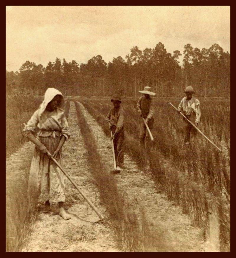 <img typeof="foaf:Image" src="http://statelibrarync.org/learnnc/sites/default/files/images/rice_field_slaves.jpg" width="912" height="996" alt="Georgia rice field workers" title="Georgia rice field workers" /> <img typeof="foaf:Image" src="http://statelibrarync.org/learnnc/sites/default/files/images/rice_field_slaves.jpg" width="912" height="996" alt="Georgia rice field workers" title="Georgia rice field workers" />
