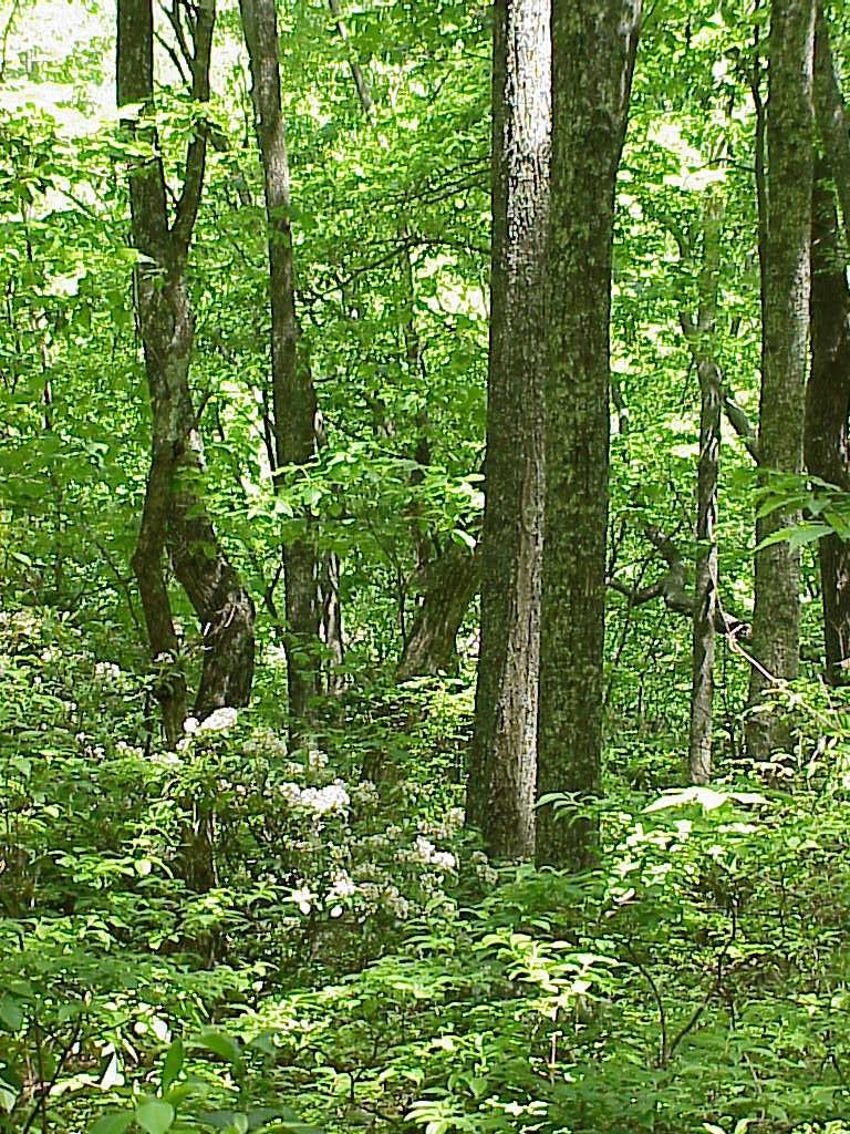 <img typeof="foaf:Image" src="http://statelibrarync.org/learnnc/sites/default/files/images/richcove_forest.jpg" width="768" height="1024" alt="Rich cove forest" title="Rich cove forest" /> <img typeof="foaf:Image" src="http://statelibrarync.org/learnnc/sites/default/files/images/richcove_forest.jpg" width="768" height="1024" alt="Rich cove forest" title="Rich cove forest" />